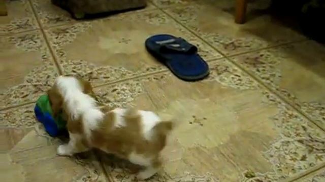 Игривые щенки Кавалер Кинг Чарльз Спаниеля смотреть онлайн