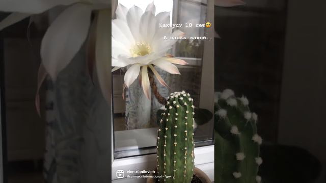 Кактус Эхинопсис без иголок (гибридный) цвёл всего лишь сутки🥹 смотреть онлайн