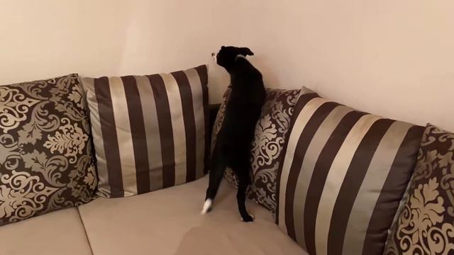 Dog. Border collie. Getting to know your new home. Brina is 2 months old смотреть онлайн