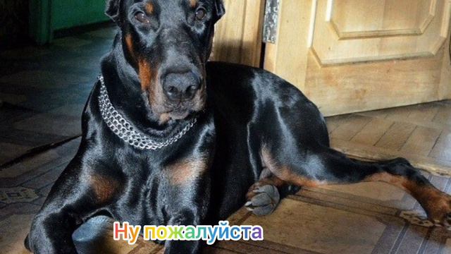 DOBERMAN 🐶 2часть смотреть онлайн