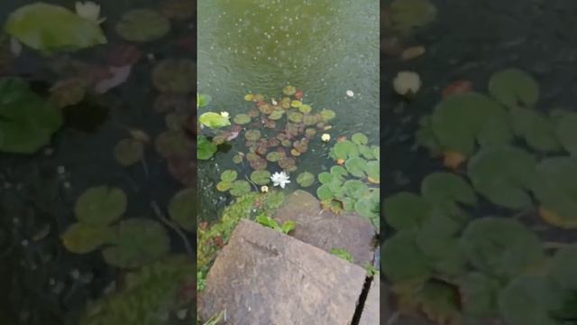 святогеоргиевский монастырь святые Кустики смотреть онлайн