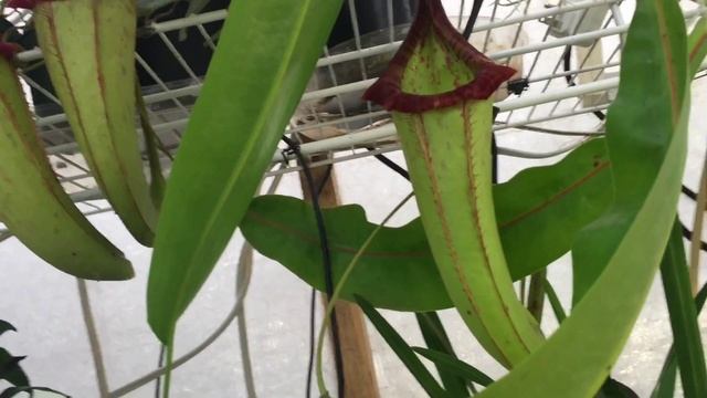 EASY TO GROW NEPENTHES MIRANDA TROPICAL PITCHER PLANT