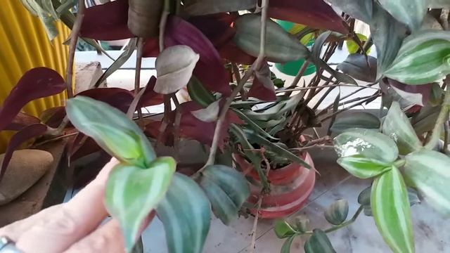 Tradescantia fluminensis Care | Wandering jew Propagation смотреть онлайн