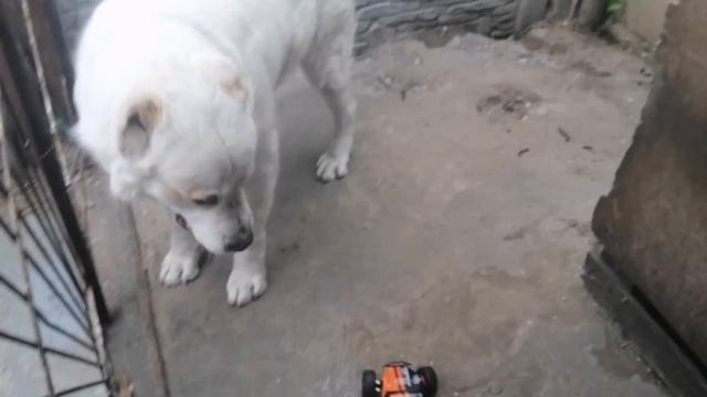 Питбуль против алабая/ РЕАКЦИЯ НА МАШИНУ С РАДИОУПРАВЛЕНИЕМ. Щенок питбуля Спайк смотреть онлайн