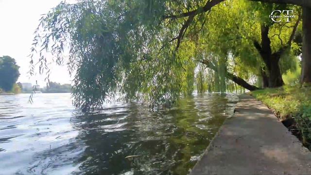 Волшебное пение птиц в парке на берегу озера смотреть онлайн