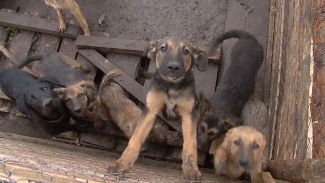 СЮЖЕТ собачий приют 23 07 15 смотреть онлайн