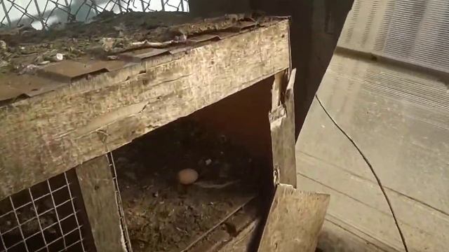 ЧЕМ КОРМИТЬ БРОЙЛЕРОВ смотреть онлайн