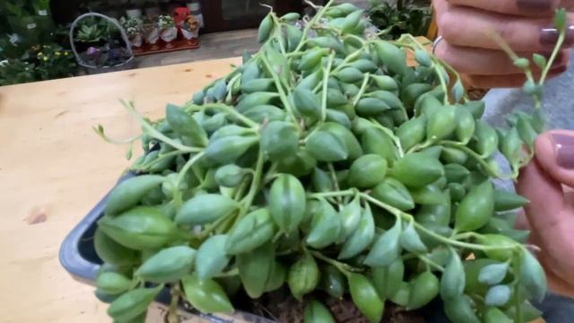 Сенецио гвозделистный | Крестовник | Суккулент лиана | Как ухаживать за Крестовником смотреть онлайн