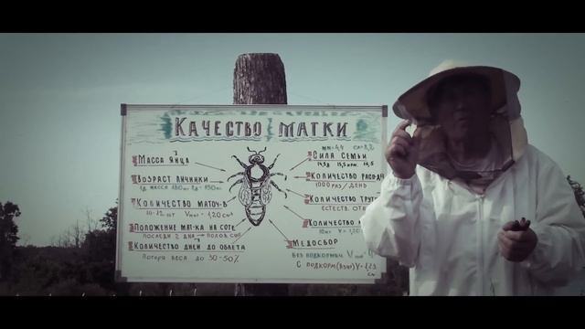 Качество пчелиной матки, матководство смотреть онлайн
