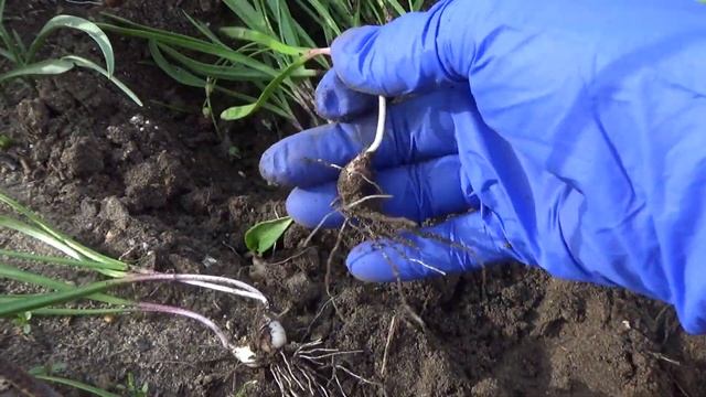 Мелко луковичные многолетние первоцветы: сцилла,рябчики, и другие . А когда их пересаживать? смотреть онлайн