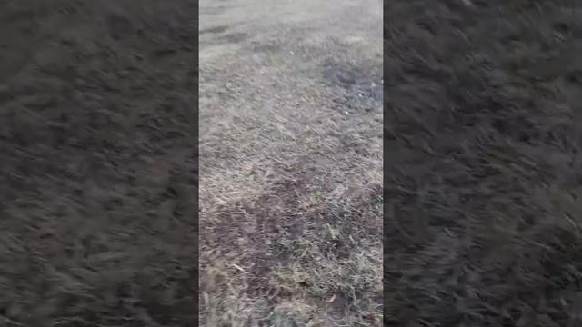 Играем со спаниелем