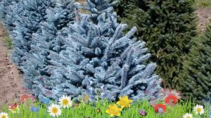 Ель голубая (picea pungens) ? Обзор ели : посадка и уход. крупномеры ели : описание и особенности