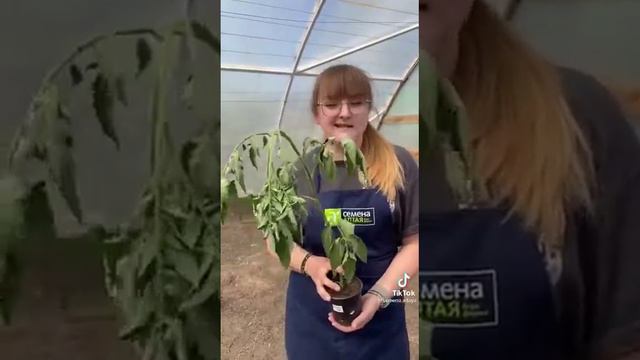полезная информация тем кто сажает томаты !!! смотреть онлайн