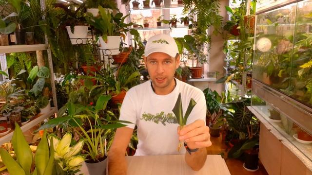 История одного сциндапсуса /  Scindapsus Neon Stripe  / АДАПТАЦИЯ