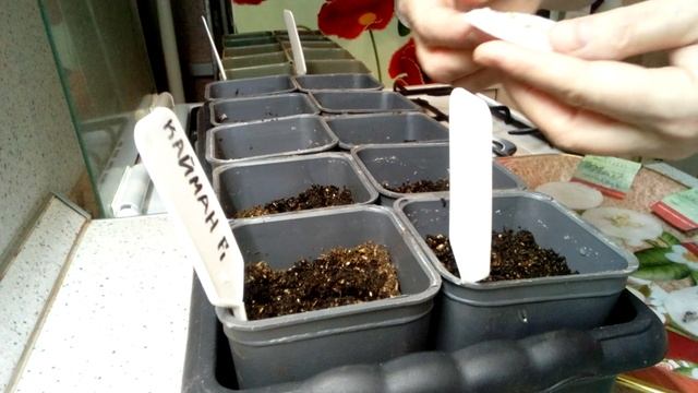 Рассада огурцов.Когда и как сеять огурцы на рассаду.