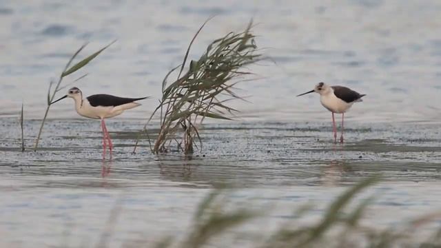 Panasonic  LUMIX DMC-G2 外接手動鏡