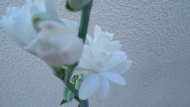 A beleza e o charme da Flor Angélica (Polianthes tuberosa) смотреть онлайн