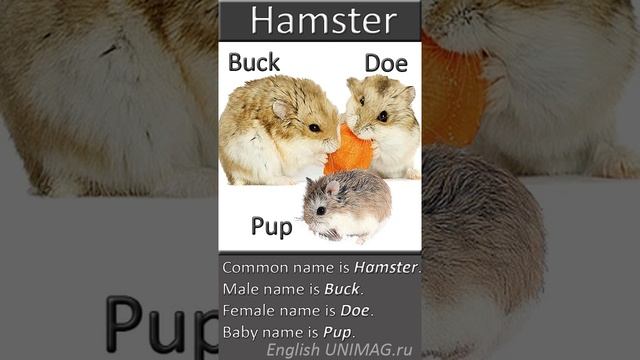 Английский бесплатно онлайн. Хомяк по английски. Hamster - перевод. Английское произношение. смотреть онлайн