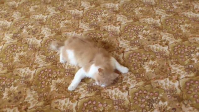 Кот Персик смотреть онлайн