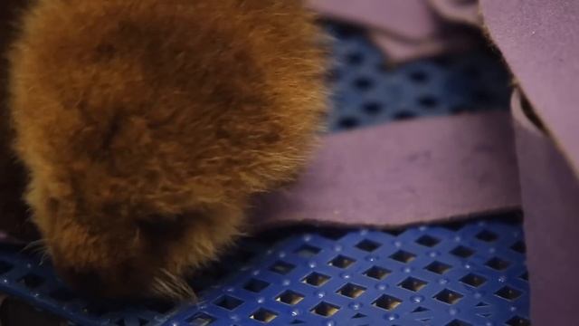 Welcome Pup 681! смотреть онлайн
