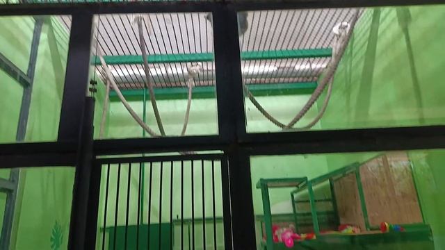 Зоопарк в Челябинске. Нормально ,но хотелось увидеть большего смотреть онлайн