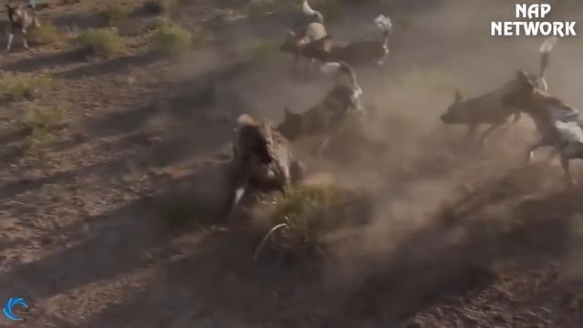 Epic Battle Of King Hyena Vs Leopard - The God can't help Mother Leopard save Cubs escape of Hyena смотреть онлайн