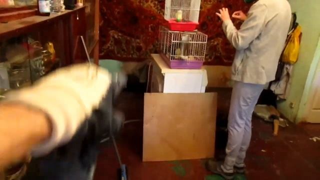 Репортаж из квартиры в Пушкино. Спасено больше 700 крыс! Как это было? (Fancy Rats) смотреть онлайн