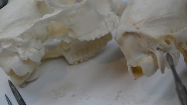 Molding A Klipspringer Skull Part 7 - Working and Detailing The Cast 'Klippy' Skull смотреть онлайн