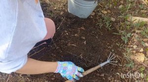 Высаживаю бирючину