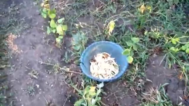 Пришла пора убирать Фасоль смотреть онлайн