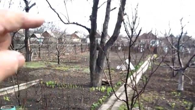 Теперь нужно убрать лозу после обрезки подвязки винограда смотреть онлайн