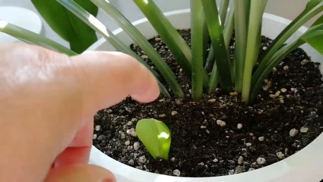 Эухарис вопросы ответы полив пересадка размножение смотреть онлайн