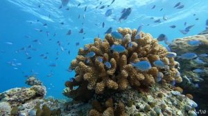 Снорклинг на Мальдивах.Удивительный подводный мир Мальдив.Рыбы кораллового рифа.Остров Fihalhohi