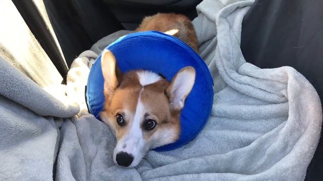 The Day I Lost My Marbles - Corgi Puppy Dog Gets Neutered смотреть онлайн