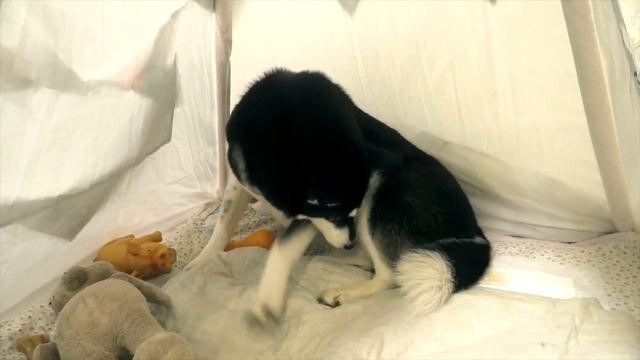 VLOG: РОДЫ СОБАКИ ХАСКИ В ДОМАШНИХ УСЛОВИЯХ | МАЮШКА РОДИЛА! 29.01.20 смотреть онлайн