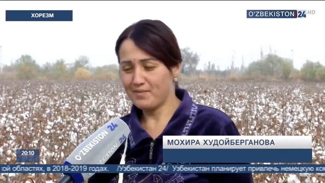 Культурные мероприятия на хлопковых полях в Хорезме смотреть онлайн