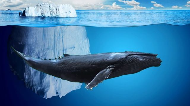 Горбатый кит, низкочастотный крик горбатого кита, самый громкий звук смотреть онлайн