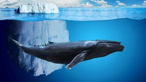 Горбатый кит, низкочастотный крик горбатого кита, самый громкий звук