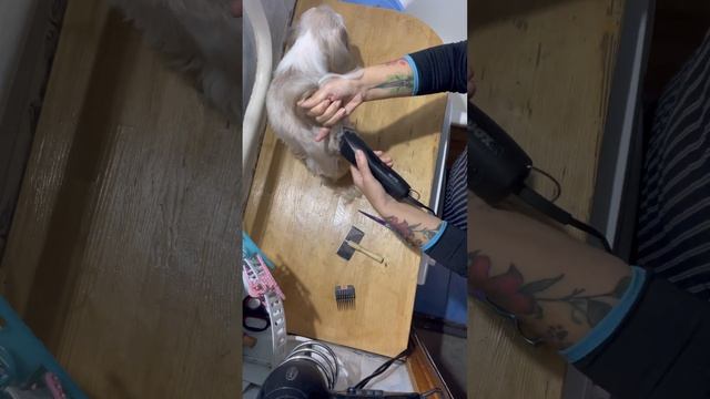 Grooming Shih Tzu Barbie смотреть онлайн