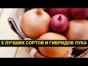 5 лучших сортов и гибридов лука для выращивания в средней полосе России