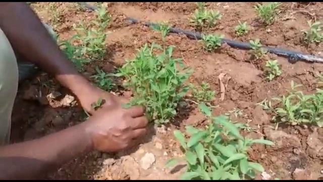 Developing Multiple Branches to Increase Stevia Harvest Produce смотреть онлайн