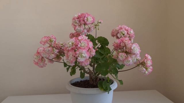Цветёт 3-годовалый Apple Blossom смотреть онлайн