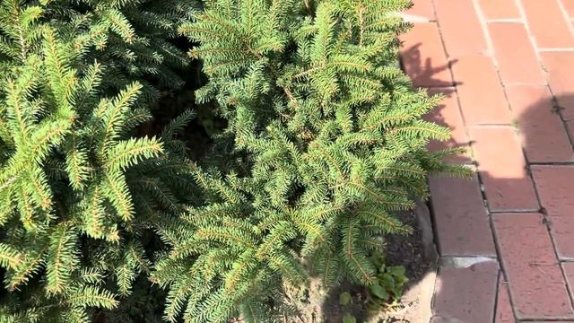 НОВЫЕ СТРИЖКИ В ЛАНДШАФТНОМ ДИЗАЙНЕ САДА: ЕЛЬ “NIDIFORMIS”, БАРБАРИС “HELMOND PILLAR”! МОЙ ВАРИАНТ! смотреть онлайн