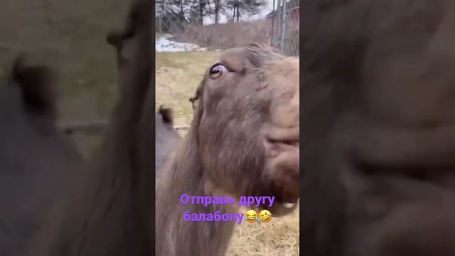 Лама животное прикол челлендж/Lama animal funny challenge смотреть онлайн