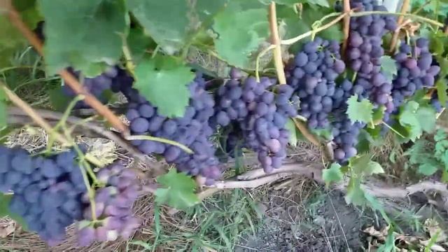 Виноград Надежда Азос. смотреть онлайн