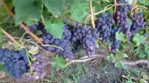 Виноград Надежда Азос.