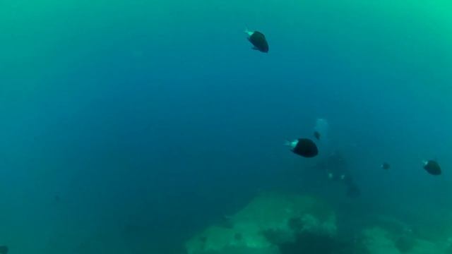 Flic en Flac // Diving // Mauritius смотреть онлайн