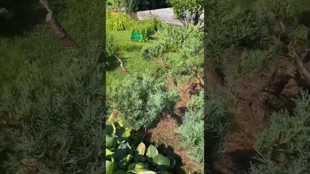 Ниваки из можжевельника, первая стрижка Тимур/Тарапатин смотреть онлайн