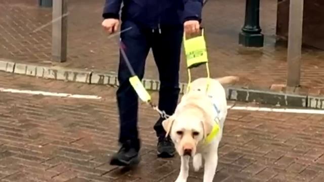 На собаку поводыря повесили скрытую камеру. То, что она сняла тронет вас до слез смотреть онлайн