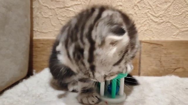 Шотландские котята. Вислоухие, мраморные смотреть онлайн